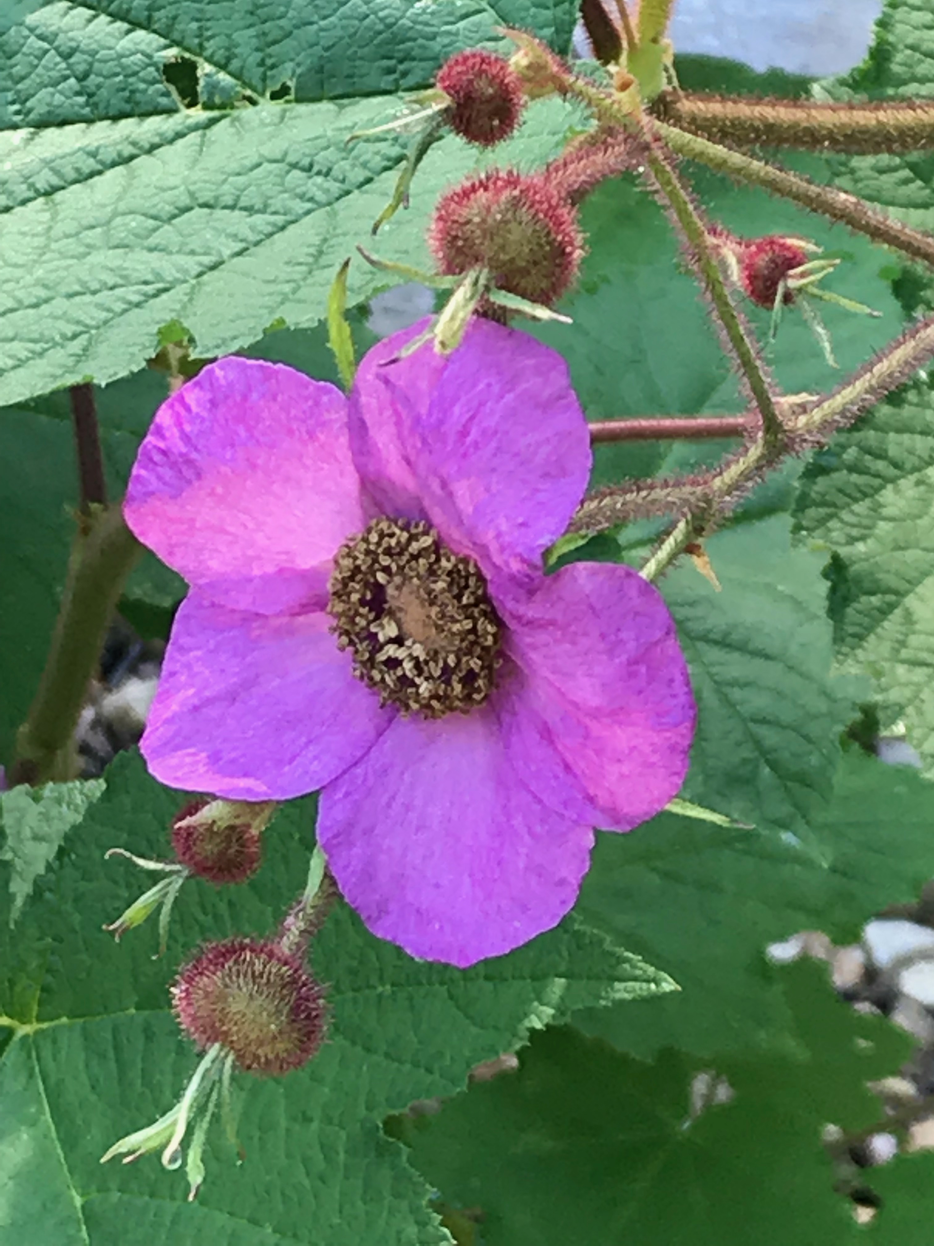 Flowered Raspberry Sustainable Garden Design β A Sense of Place